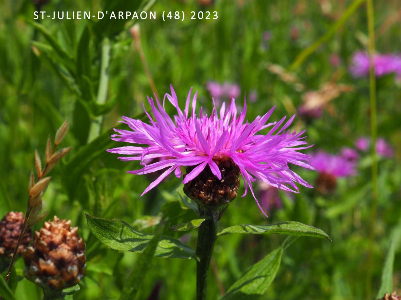 Knapweed, Brown-rayed flower